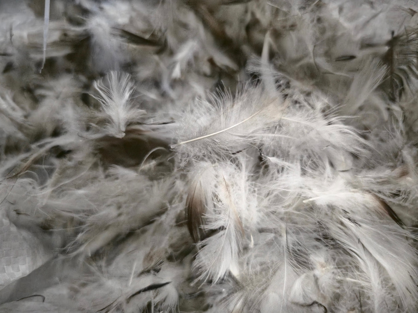 a zoomed in image of a gray goose down feather