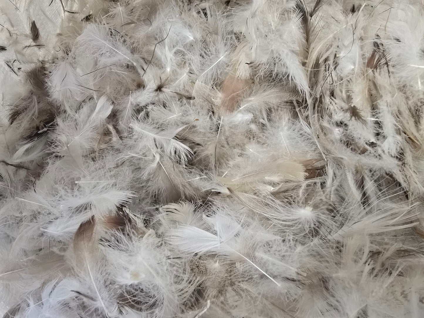 Loose blend of white down and feather fill used in Continental Bedding products, showcasing natural texture, softness, and premium material quality for pillows and duvets.

