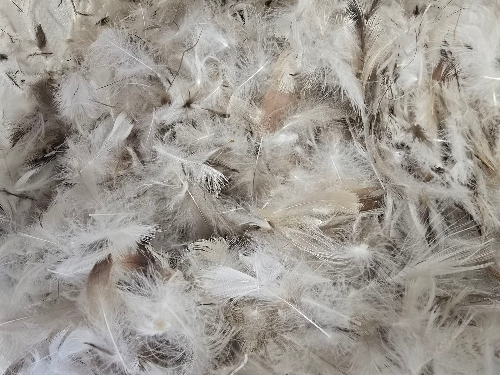 Loose blend of white down and feather fill used in Continental Bedding products, showcasing natural texture, softness, and premium material quality for pillows and duvets.

