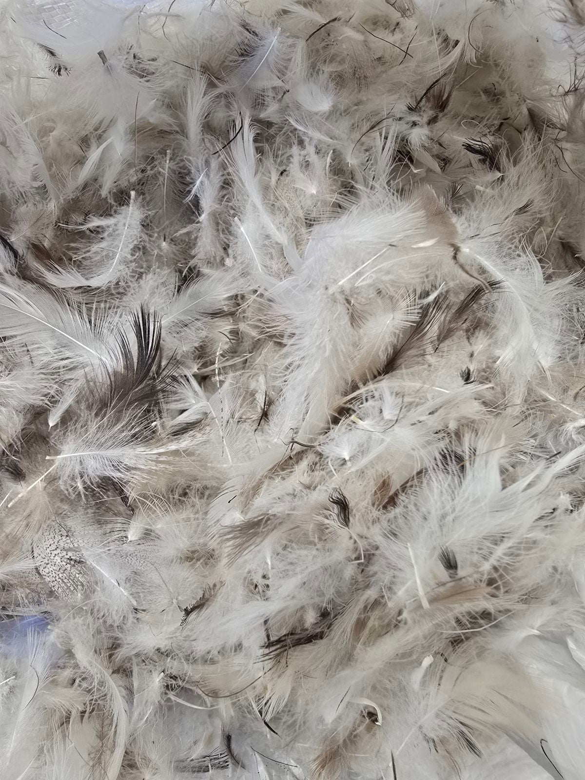Raw blend of white and gray feathers used in Continental Bedding pillows and inserts, emphasizing natural materials, texture, and premium feather fill quality.

